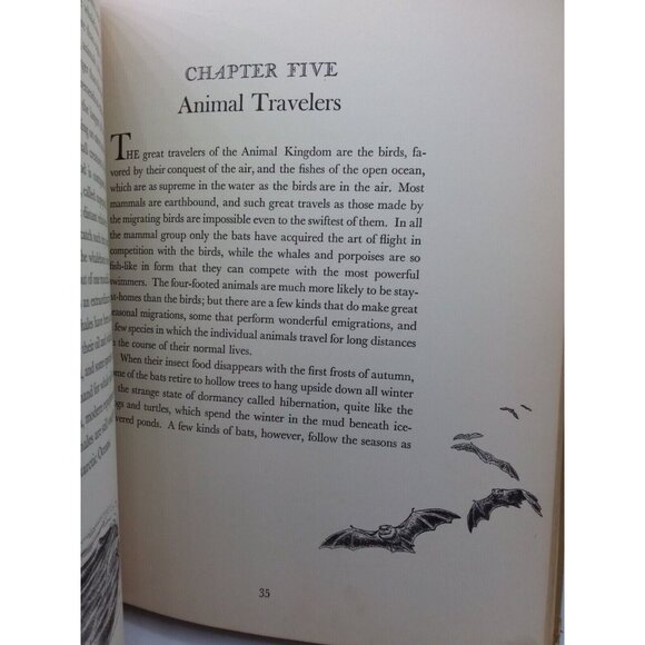 1934 Homes and Habits of Wild Animals Walter Weber Illustrations Children's Book - Picture 13 of 16